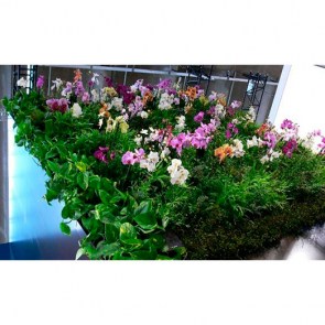 Vertical-Gardening-Individualbepflanzung-mit-Orchideen.jpg